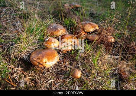 Suillus luteus oder Slippery Jack Bolete Pilz in Schweden Stockfoto