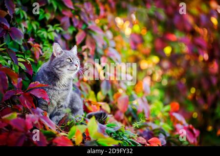 Porträt einer schönen gestreiften Katze im Garten sitzen Unter dem hellen Laub der Trauben an einem sonnigen Tag Stockfoto