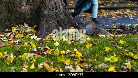 Graues Eichhörnchen (Sciurus carolinensis) auf Gras durch Baumstamm neben Fußweg mit Passanten von Unwissend, Edinburgh, Schottland, UK Stockfoto