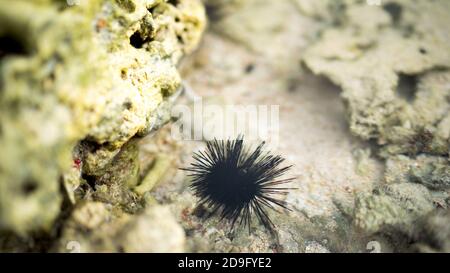 Seeigel auf dem Felsen, Seeigel auf toten Korallen am Strand, kleine Echinoidea auf dem Stein im Meer, Meerestier, weicher Fokus Stockfoto