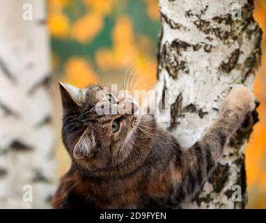 Schöne Katze kletterte auf einen Baum mit goldenen Blättern in Ein herbstlicher sonniger Garten Stockfoto
