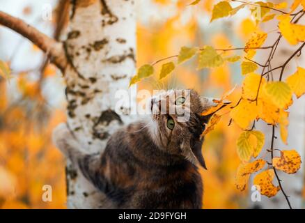 Schöne Katze kletterte auf einen Baum mit goldenen Blättern in Ein herbstlicher sonniger Garten Stockfoto