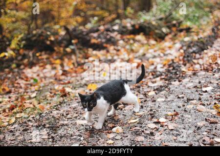 Süße schwarz-weiße streunende Katze auf einem Waldweg während eines regnerischen kalten Herbsttages in einem Wald in Rumänien. Stockfoto