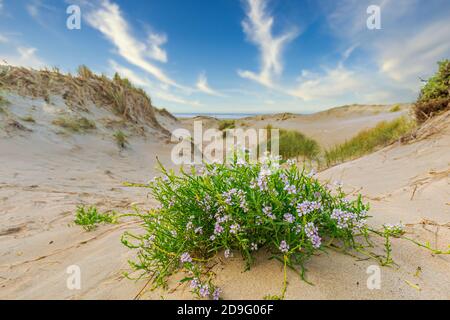 Nahaufnahme der blühenden Sea Rocket, Cakile maritima, im Dünental an der Nordseeküste mit Blick durch den verschwommenen Hintergrund Stockfoto