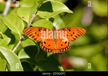 Gulf Fritillary Schmetterling (Agrulis vanillae nigrior) Erwachsene ruht auf Blatt mit Flügeln offen Florida, USA Februar Stockfoto