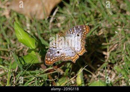 Weißer Pfauenschmetterling (Anartia jatrophae) Erwachsener, der auf Gras ruht, mit offenen Flügeln Sanibel Island, Florida, USA Februar Stockfoto