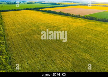 Luftbild Überfliegen blühendes gelbes Sonnenblumenfeld mit blauem wolkenlosem Himmel. Sonnenblumen Feld unter blauem Himmel mit weißen flauschigen Wolken. Wunderbare Drohne Stockfoto