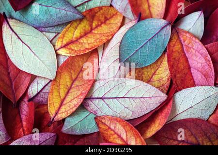 Bunte Herbstblätter Hintergrund, bunte Herbst Textur Stockfoto