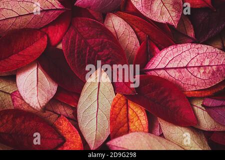 Wein rot Herbst Blätter Textur, Herbst Natur Hintergrund Stockfoto