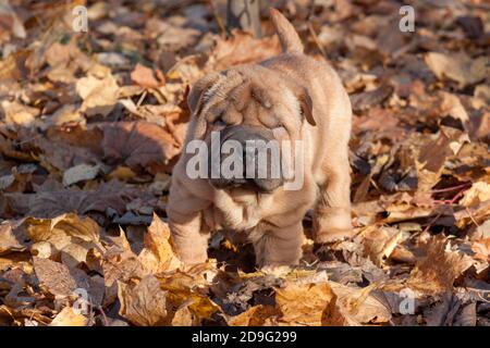 Der Welpe Shar-pei sitzt im Herbstlaub. Drei Monate alt. Haustiere. Stockfoto