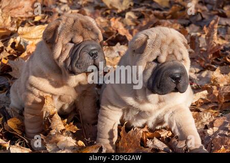 Zwei Shar-pei-Puppen sitzen auf dem Herbstlaub im Park.drei Monate alt. Haustiere. Stockfoto