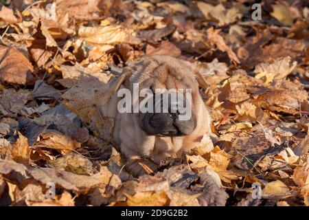 Der Shar-pei Welpe versteckt sich im Herbstlaub. Haustiere. Stockfoto