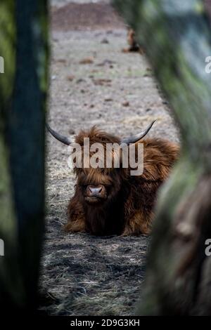 yak grast auf einem Feld Stockfoto