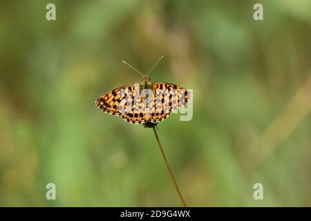 Einzelstück von Schmetterlingen der Art Melitaea didyma, der gefleckten Fritillary oder der roten Band Fritillary, auf wilden Minzblüten. Stockfoto