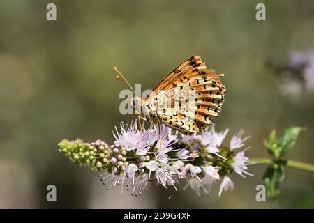 Einzelstück von Schmetterlingen der Art Melitaea didyma, der gefleckten Fritillary oder der roten Band Fritillary, auf wilden Minzblüten. Stockfoto