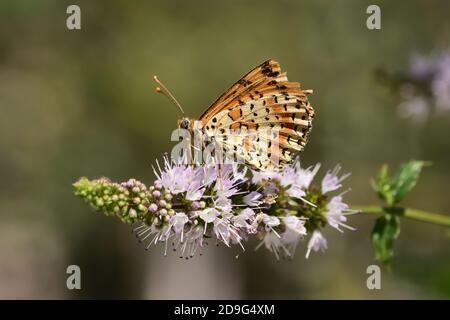 Einzelstück von Schmetterlingen der Art Melitaea didyma, der gefleckten Fritillary oder der roten Band Fritillary, auf wilden Minzblüten. Stockfoto