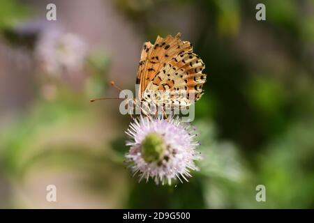 Einzelstück von Schmetterlingen der Art Melitaea didyma, der gefleckten Fritillary oder der roten Band Fritillary, auf wilden Minzblüten. Stockfoto