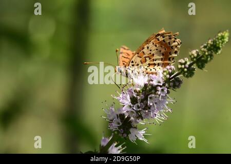 Einzelstück von Schmetterlingen der Art Melitaea didyma, der gefleckten Fritillary oder der roten Band Fritillary, auf wilden Minzblüten. Stockfoto