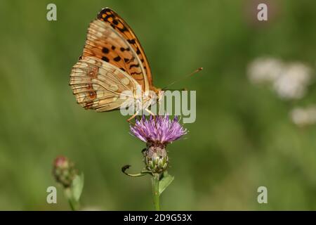 Isolierte Schmetterling Argynnis paphia, genannt Silber-gewaschen Fritillary, fotografiert mit der August-Sonne auf lila Blume mit natürlichem Hintergrund. Stockfoto