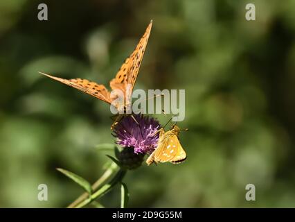 Isolierte Schmetterling Argynnis paphia, genannt Silber-gewaschen Fritillary, fotografiert mit der August-Sonne auf lila Blume mit natürlichem Hintergrund. Stockfoto