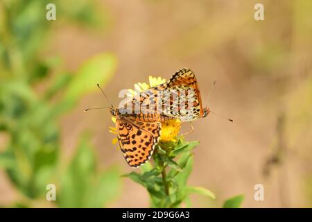 Paar männliche und weibliche Schmetterlinge der Art Melitaea didyma, der gefleckte Fritillär oder Rotband Fritillary, auf einem natürlichen Hintergrund. Stockfoto