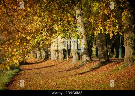 Herbst im Stadtzentrum von Preston Avenham Park Naturschutzgebiet auf Die Ufer des Flusses Ribble Stockfoto