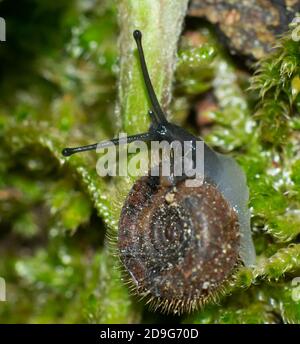 Detail des Tentakels einer kleinen haarigen Schnecke, Ciliella ciliata, auf einem grünen Moos Stockfoto