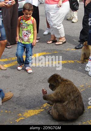 Gibraltar 2007 - EIN kleiner Junge schaut hilflos zu, wie ein diebischer Gibraltar-Affe sein gestohlenes Eis isst. 2014 30 wurden "disruptive" Individuen in einen schottischen Safaripark in Stirling geschickt. Die Legende sagt, dass, wenn die Affen gehen, Gibraltar aufhören wird, britisch zu sein. Obwohl sie Affen genannt werden, sind sie in der Tat tailess Barbary Makaken. Die Bewohner von Gibraltar sind die einzige Population wilder Affen auf dem europäischen Kontinent. Sie können aggressiv sein und Handtaschen, Kameras, Süßigkeiten und Eis stehlen. Sie scheinen die Zeit beurteilen zu können und warten oft in Gruppen auf den nächsten Reisebus. Stockfoto