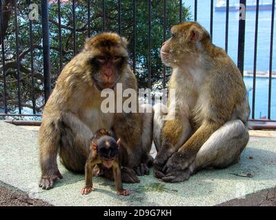 Eine Familie von Barbary Apes in Gibraltar wartet auf die Ankunft des nächsten Reisebusses. Sie scheinen die Zeit beurteilen zu können und warten oft in Gruppen auf den nächsten Reisebus, wie hier zu sehen. Die Legende sagt, dass, wenn die Affen gehen, Gibraltar aufhören wird, britisch zu sein. Die Tiere sind streng tailess Barbary Makaken. Die Bewohner von Gibraltar sind die einzige Population wilder Affen auf dem europäischen Kontinent. 300 Tiere in fünf Truppen besetzen den Felsen. Die Einheimischen nennen sie Llanito oder Monos. (Lateinisch Macaca sylvanus). 2014 30 wurden "disruptive" Individuen in einen schottischen Safaripark in Sterling geschickt. Stockfoto
