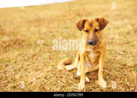 Verlorener Hund auf der Suche nach seinem Besitzer. Trauriger brauner Welpe hing seine Ohren. Haustier in der Natur. Stockfoto