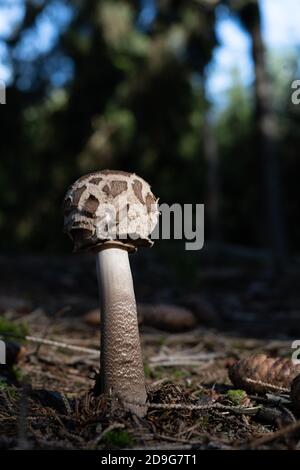 Pilz im Rampenlicht auf Waldboden Stockfoto