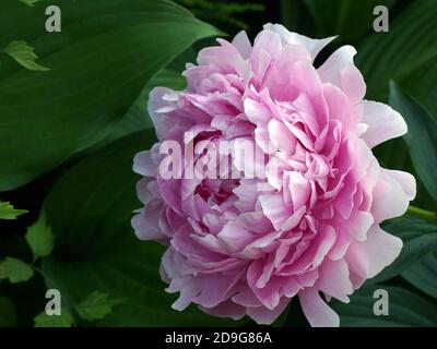 Paeonia lactiflora Sarah Bernhardt. Doppelzimmer Rosa Pfingstrose. Paeonia lactiflora (Chinesische Pfingstrose oder gemeinsamen Garten päonie). Eine Blume Stockfoto