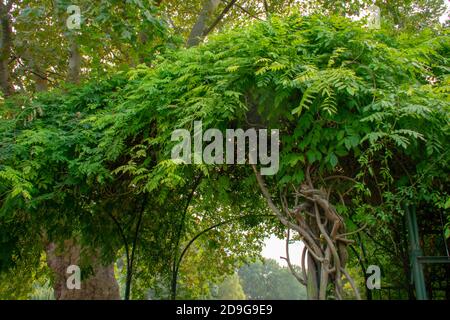 Naturlandschaft mit Bäumen im Lietzensee in Charlottenburg Berlin Stockfoto