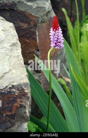 Orchideenprimel - Primula vialii Stockfoto