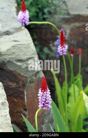 Orchideenprimel - Primula vialii Stockfoto