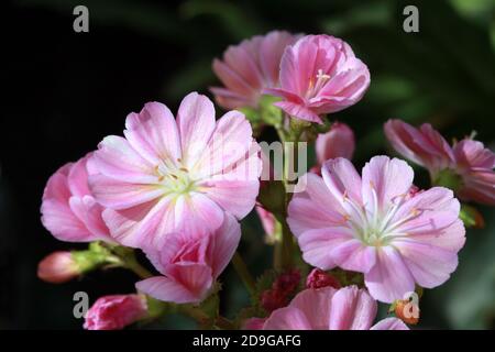 Blüten der Gewöhnlichen Bitterwurz Stockfoto