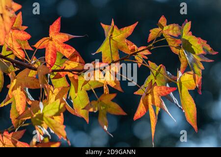 Schöner farbenfroher Herbst lässt an einem sonnigen frischen und kühlen Herbsttag mitten in der Herbstsaison wieder aufleuchten. Stockfoto