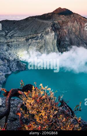 Sonnenaufgang am Kawah Ijen mit Rauch aus dem Schwefel Minen und schöne Blumen Stockfoto