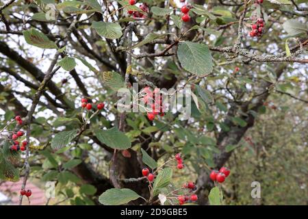 Schöne rote Beeren reifen auf den Zweigen Stockfoto