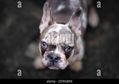 Junge Merle farbige Französisch Bulldog Hund Welpen mit gesprenkelten Flecken Suchen nach oben Stockfoto