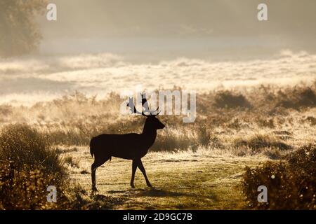 Damhirsch (Dama dama) mit Geweih in nebelhaftem frühen Morgenlicht im Richmond Park, Richmond, London, in der Brunftzeit im Herbst Stockfoto