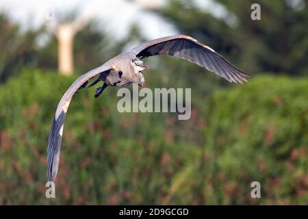 Great Blue Heron breitet sich riesige Flügelspannweite weit aus, als er über die Mündungzur rechten Seite fliegt. Stockfoto