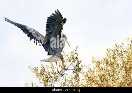 Great Blue Heron breitet sich riesige Flügelspannweite breit, wie er zu den oberen Ästen des Baumes für eine Landung absteigt. Stockfoto