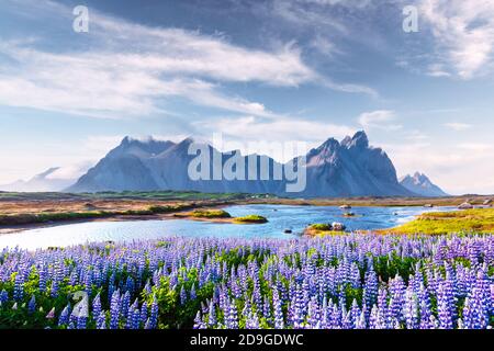 Wunderschöne Landschaft mit blühenden Blumenfeldern in der Nähe berühmter Stokksnes Berge am Vestrahorn cape, Island Stockfoto