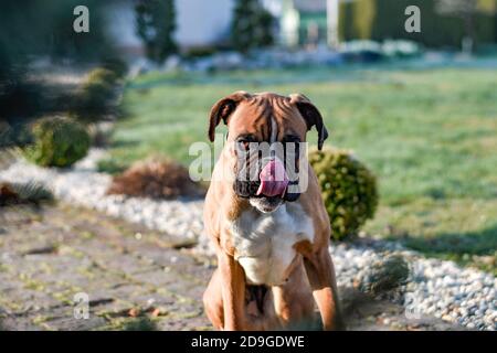 Deutsch Boxer Welpe leckt sein Gesicht Stockfoto