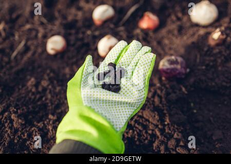 Anemonbirnen fallen Pflanzung. Frau Gärtner hält Hand voll von Wurzeln bereit, in den Boden zu setzen. Gartenarbeit im Herbst Stockfoto
