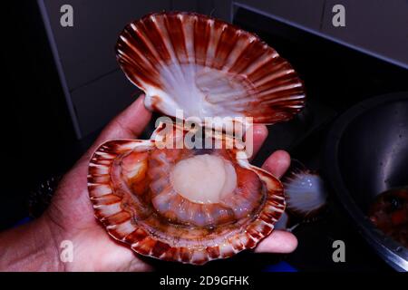 Live-Jakobsmuschel in einer Schale, Nahaufnahme Stockfoto