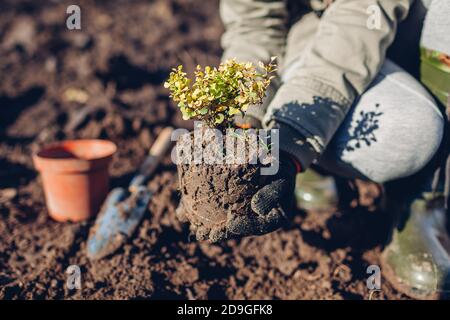 Gärtner umpflanzen Berberbusch aus Behälter in Boden. Gartenarbeit im Herbst. Thunbergs gelbe Berberitze Stockfoto