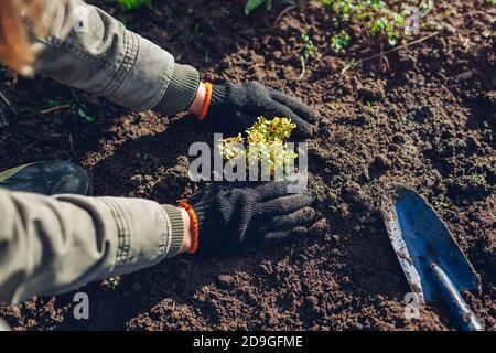 Gärtner umpflanzen Berberbusch aus Behälter in Boden. Gartenarbeit im Herbst. Thunbergs gelbe Berberitze Stockfoto