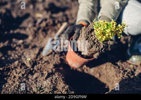 Gärtner umpflanzen Berberbusch aus Behälter in Boden. Gartenarbeit im Herbst. Thunbergs gelbe Berberitze Stockfoto